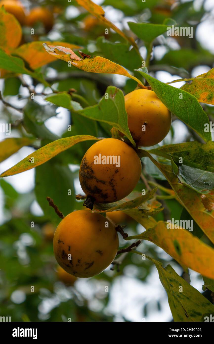 Fruit kinglet hi-res stock photography and images - Alamy