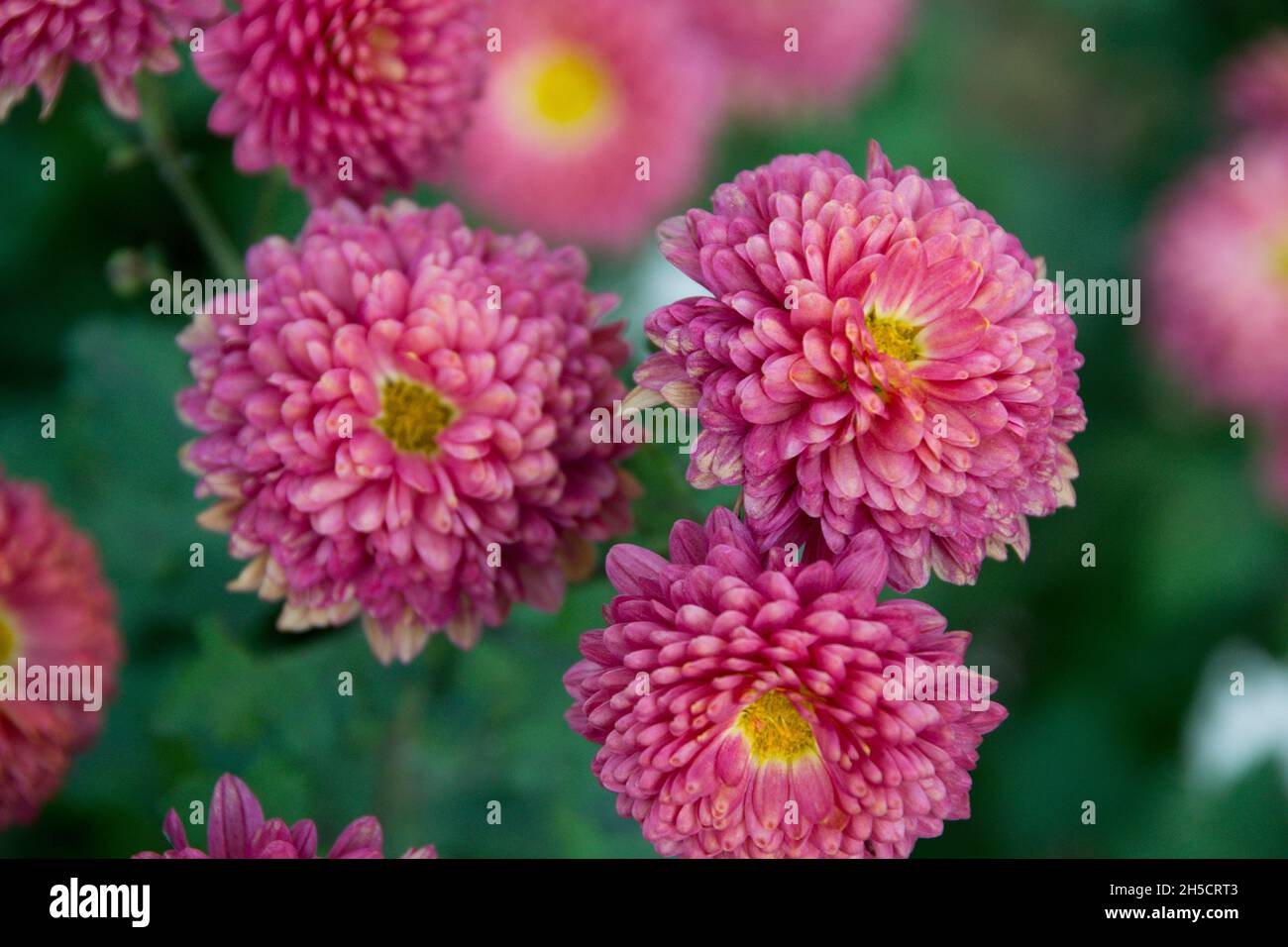red dahlia flower isolated nature background Stock Photo - Alamy