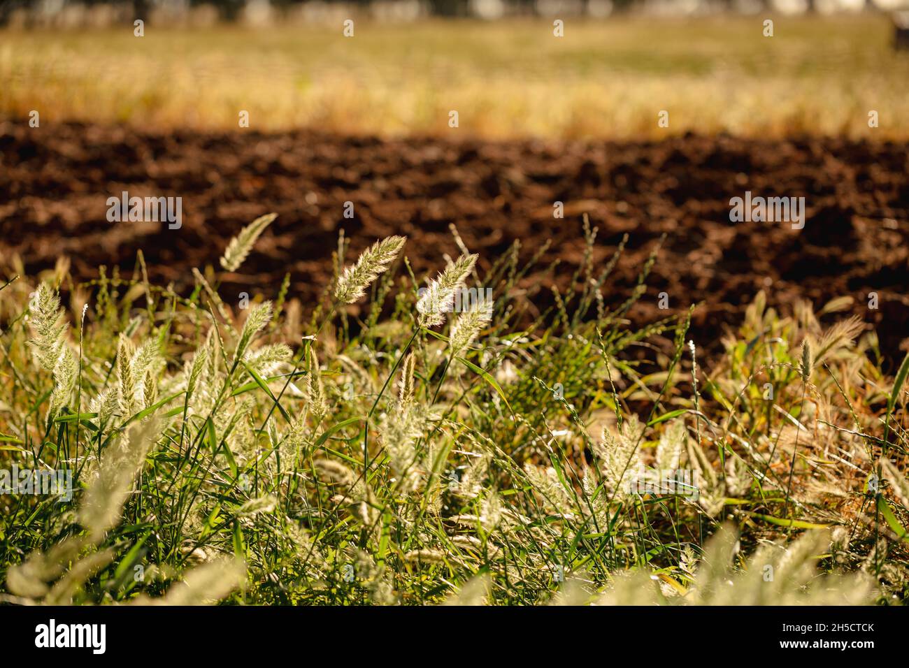 Wild grasses growing on agricultural property in Australia Stock Photo