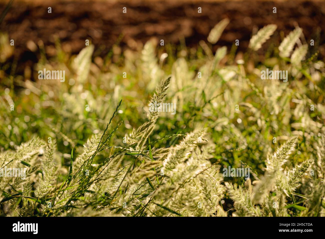 Wild grasses growing on agricultural property in Australia Stock Photo
