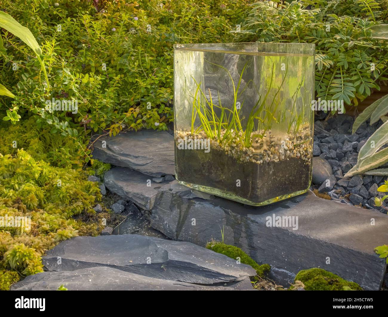 western quillwort (Isoetes lacustris), in a glass, Germany, Hamburg, Flottbek Stock Photo