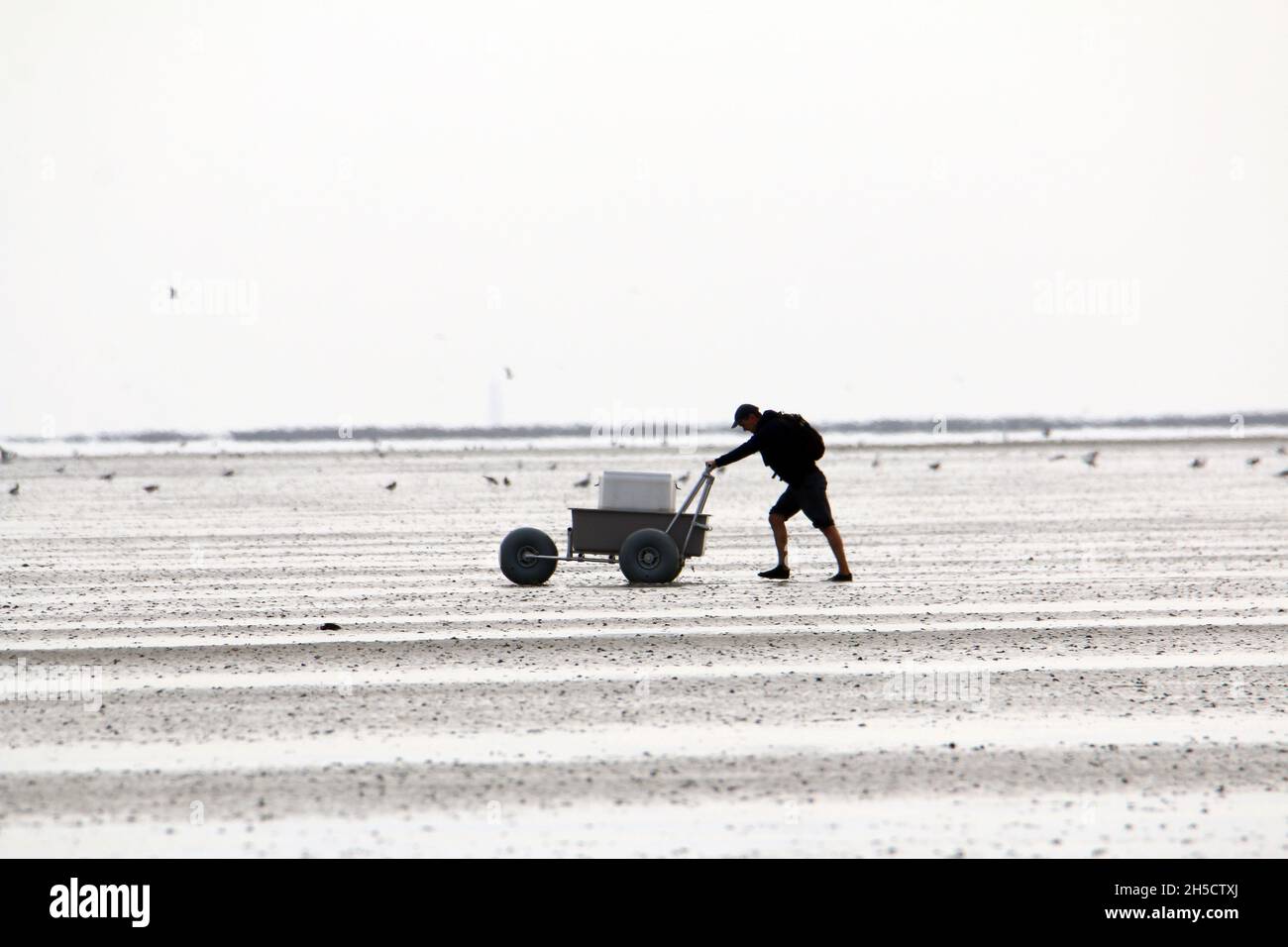 birdwatcher with trolley in the wadden sea, Germany, Lower Saxony Wadden Sea National Park Stock Photo
