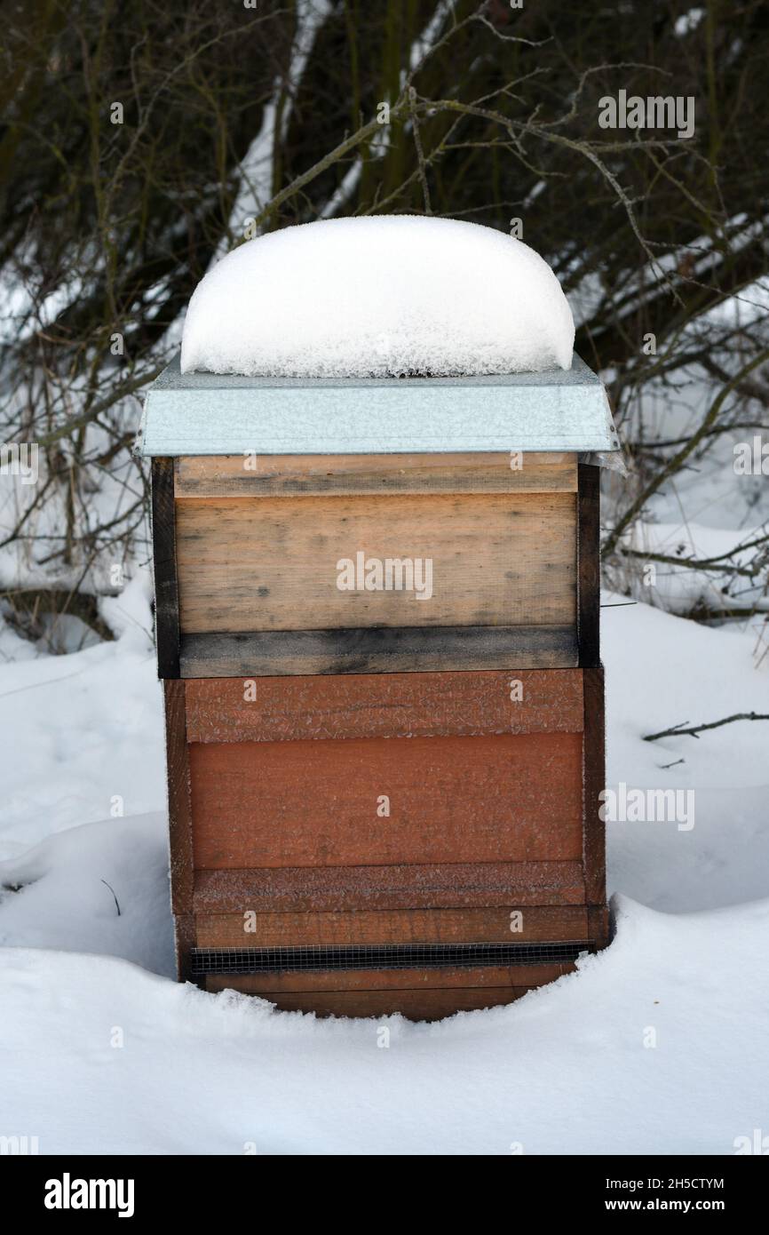 honey bee, hive bee (Apis mellifera mellifera), beehive in snow, Germany, North Rhine-Westphalia, Ruhr Area Stock Photo