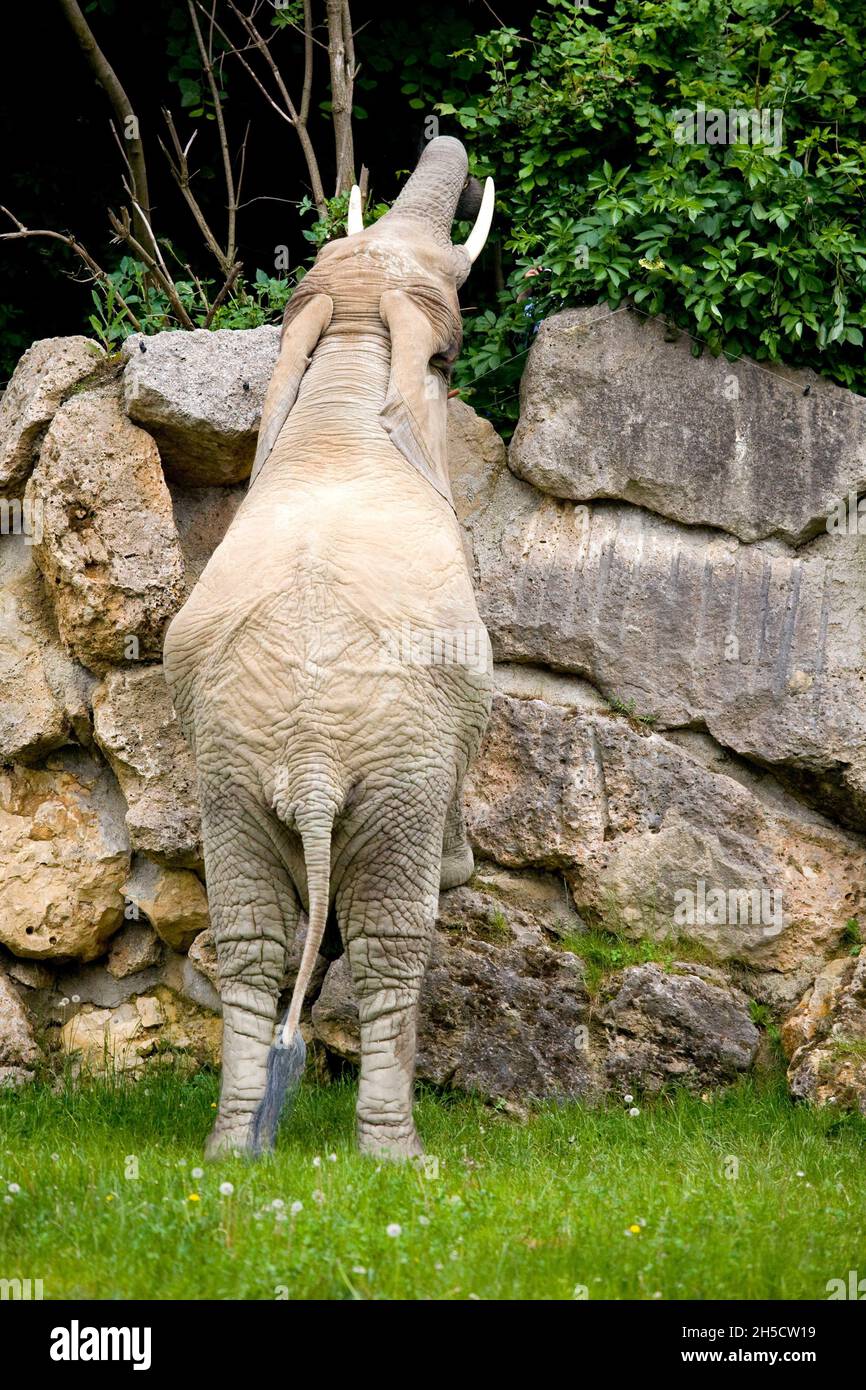 African elephant (Loxodonta africana), at a zoo Stock Photo