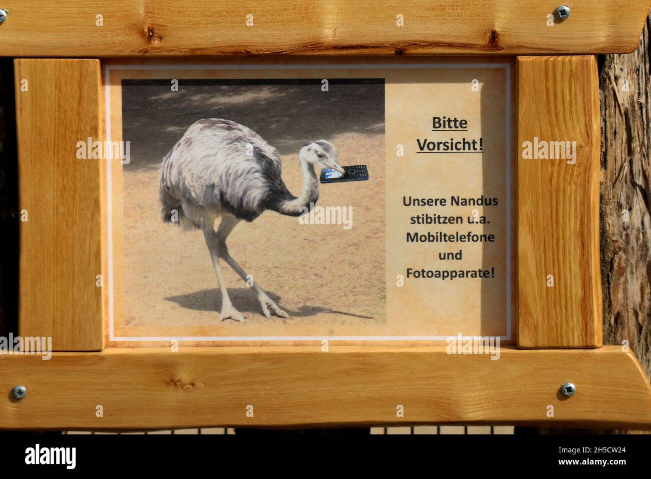 greater rhea (Rhea americana), warning sign of greater rheas at an enclosure, Germany Stock Photo