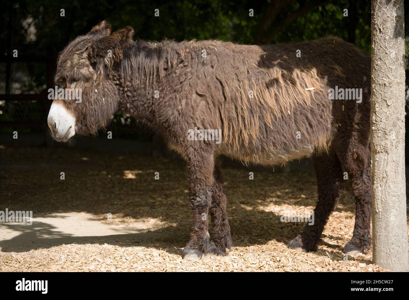 Poitou donkey (Equus asinus asinus), in an outdoor enclosure at a zoo Stock Photo