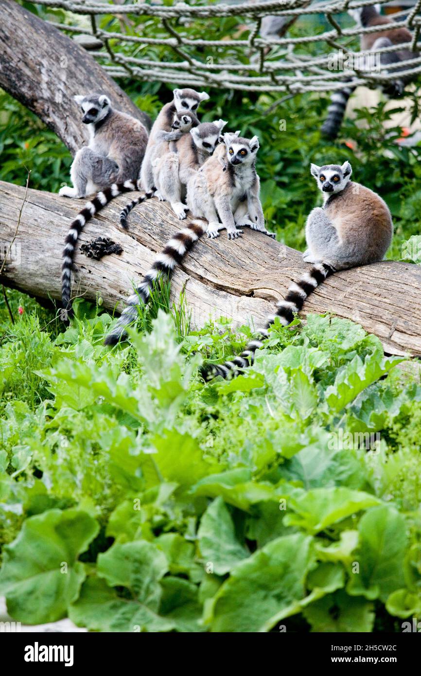ring-tailed lemur (Lemur catta), group in outdoor enclosure Stock Photo