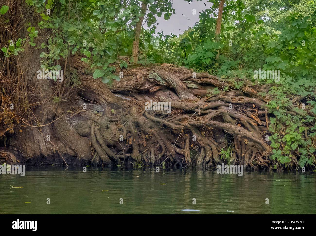 common alder, black alder, European alder (Alnus glutinosa), tree roots