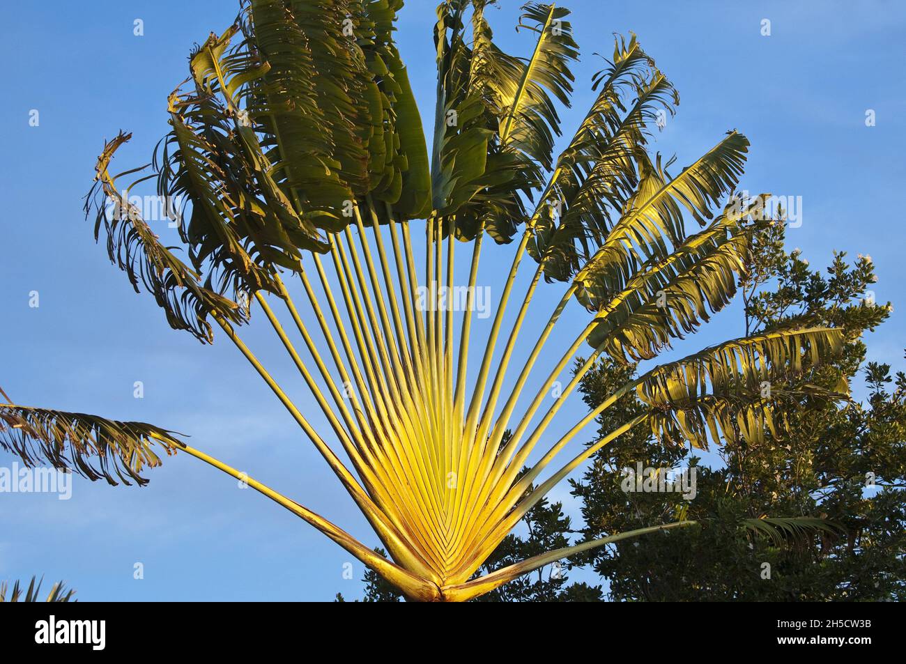 Image Traveller's tree (Ravenala madagascariensis), Singapore - 434104 -  Images of Plants and Gardens - botanikfoto