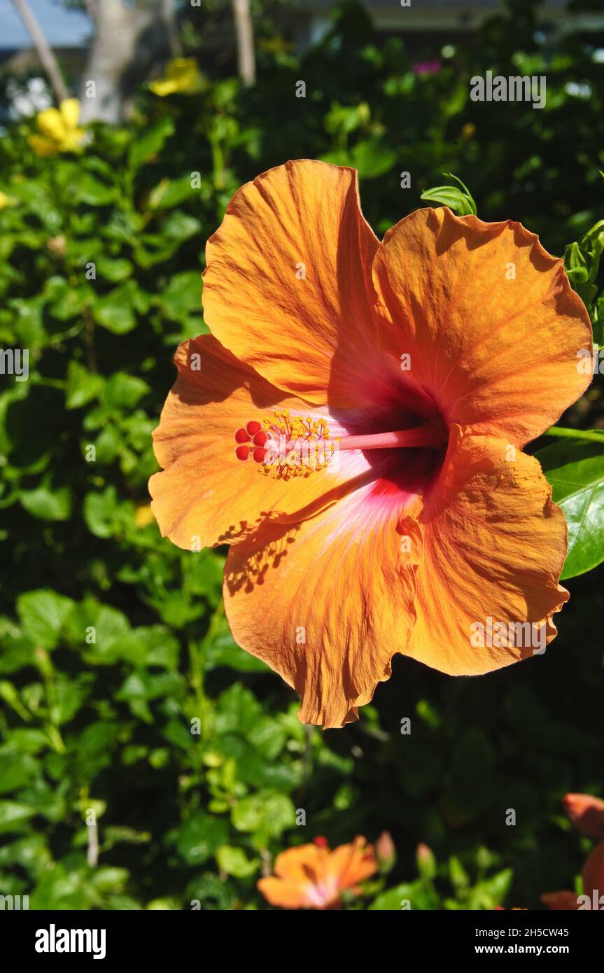 Chinese hibiscus (Hibiscus rosasinensis), flower, Cook Islands Stock