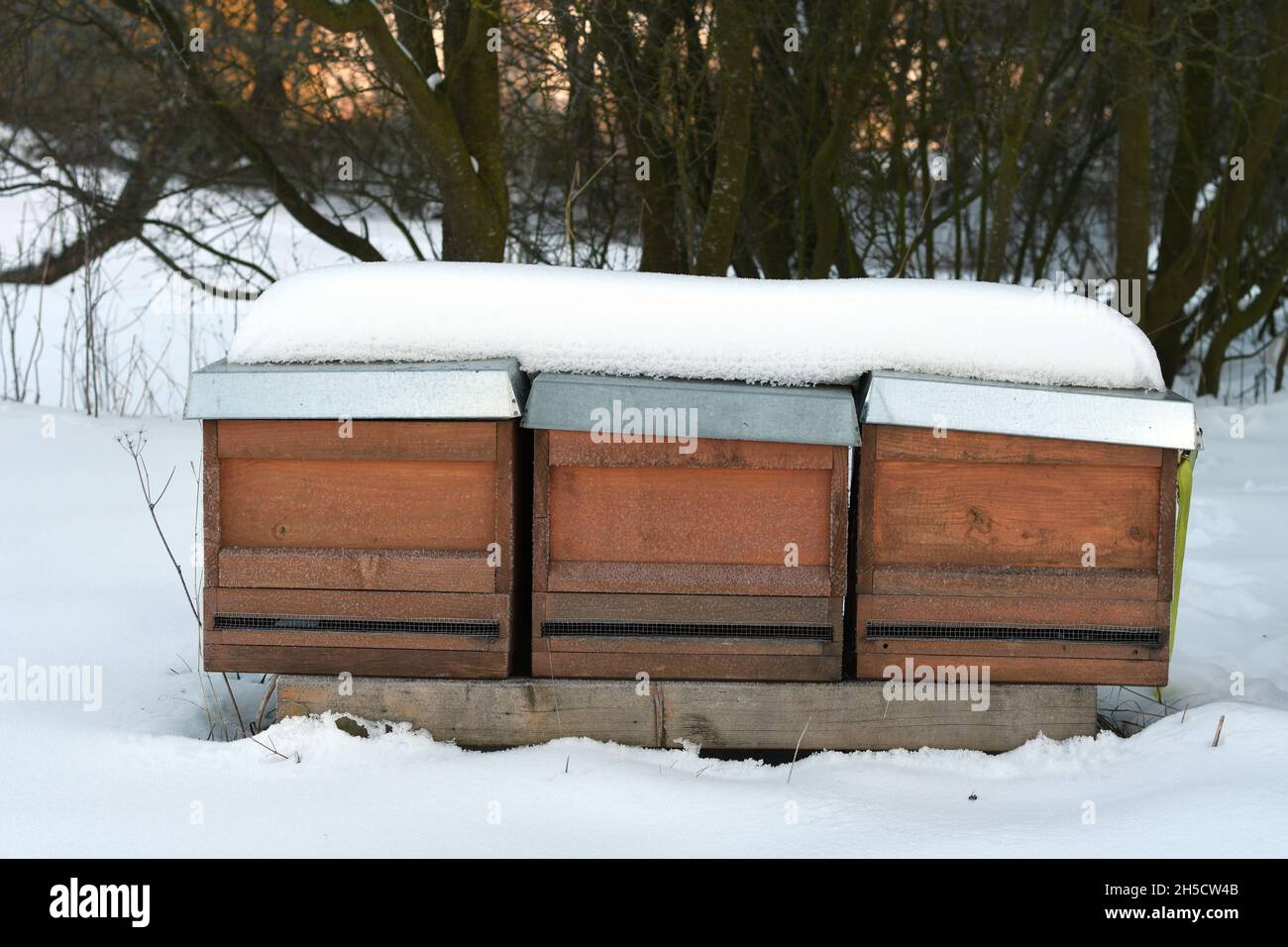 honey bee, hive bee (Apis mellifera mellifera), beehives in snow, Germany, North Rhine-Westphalia, Ruhr Area Stock Photo