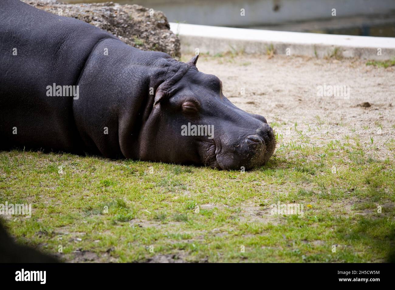 hippopotamus, hippo, Common hippopotamus (Hippopotamus amphibius), sleeps in an outdoor enclosure at a zoo Stock Photo