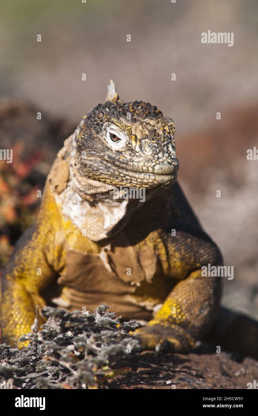 Galapagos land iguana (Conolophus subcristatus), close-up in its ...