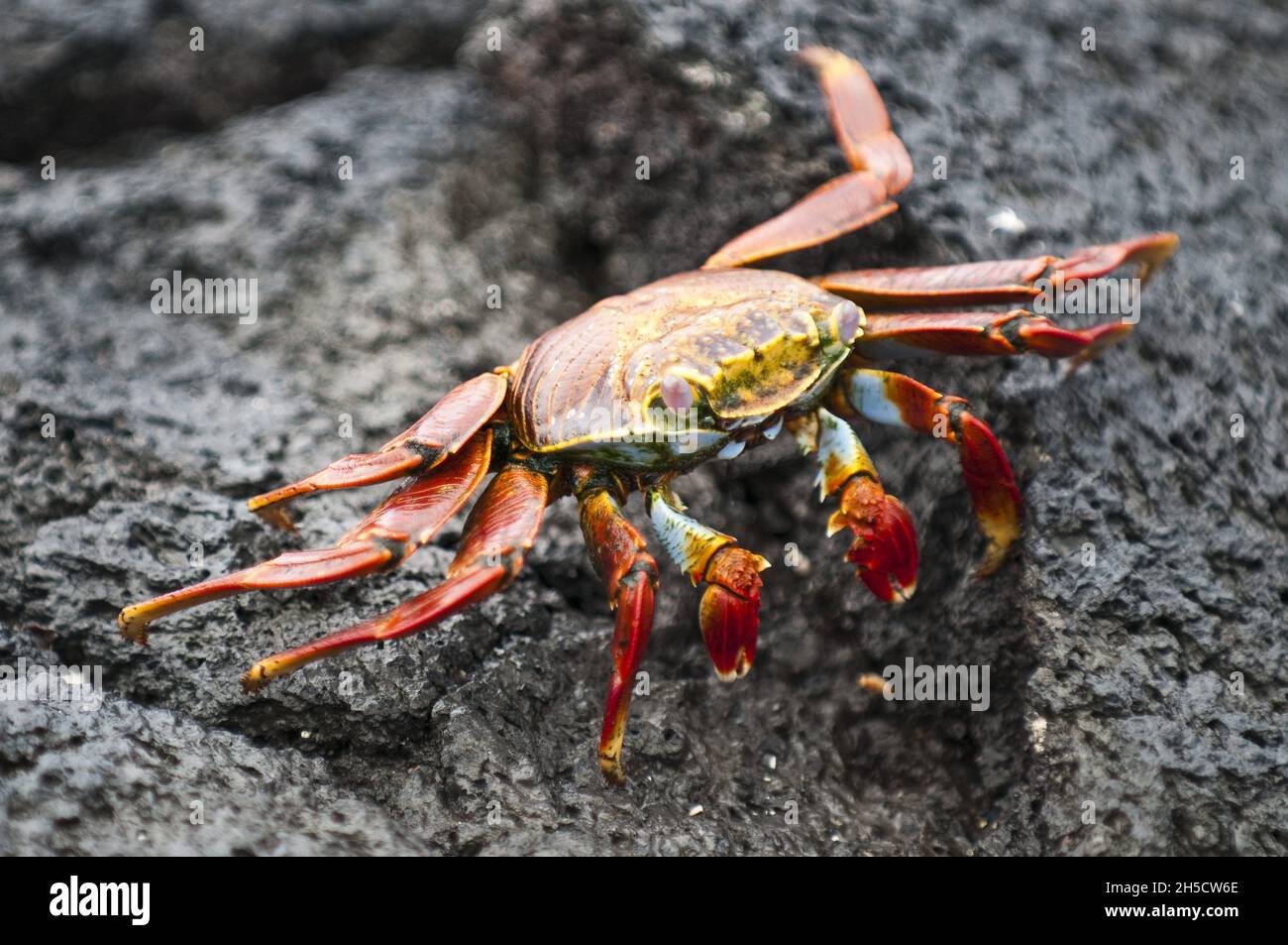 Sally lightfoot crab, Mottled shore crab (Grapsus grapsus), on lava rocks, Ecuador, Galapagos Islands, Fernandina, Espinosa Point Stock Photo
