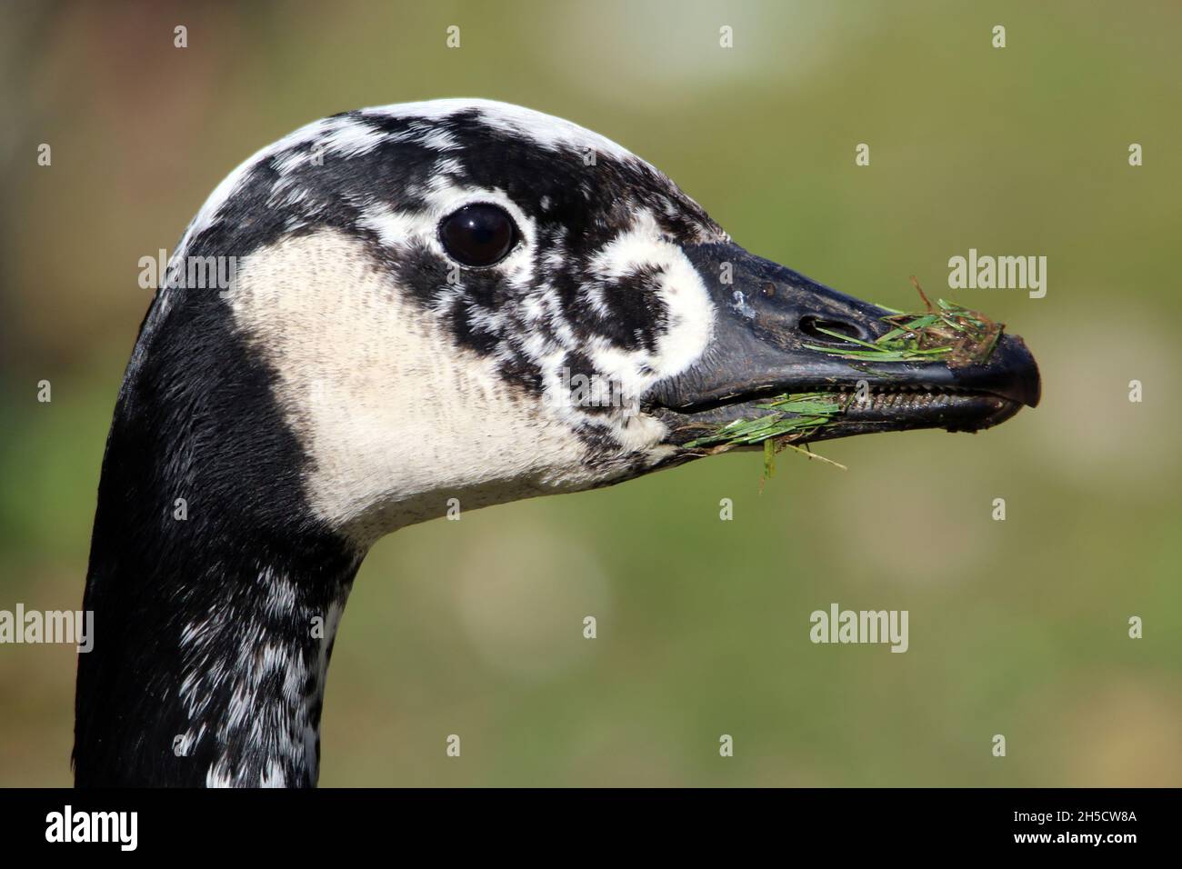 Canada goose (Branta canadensis), Portait of a hybrid, Germany Stock Photo