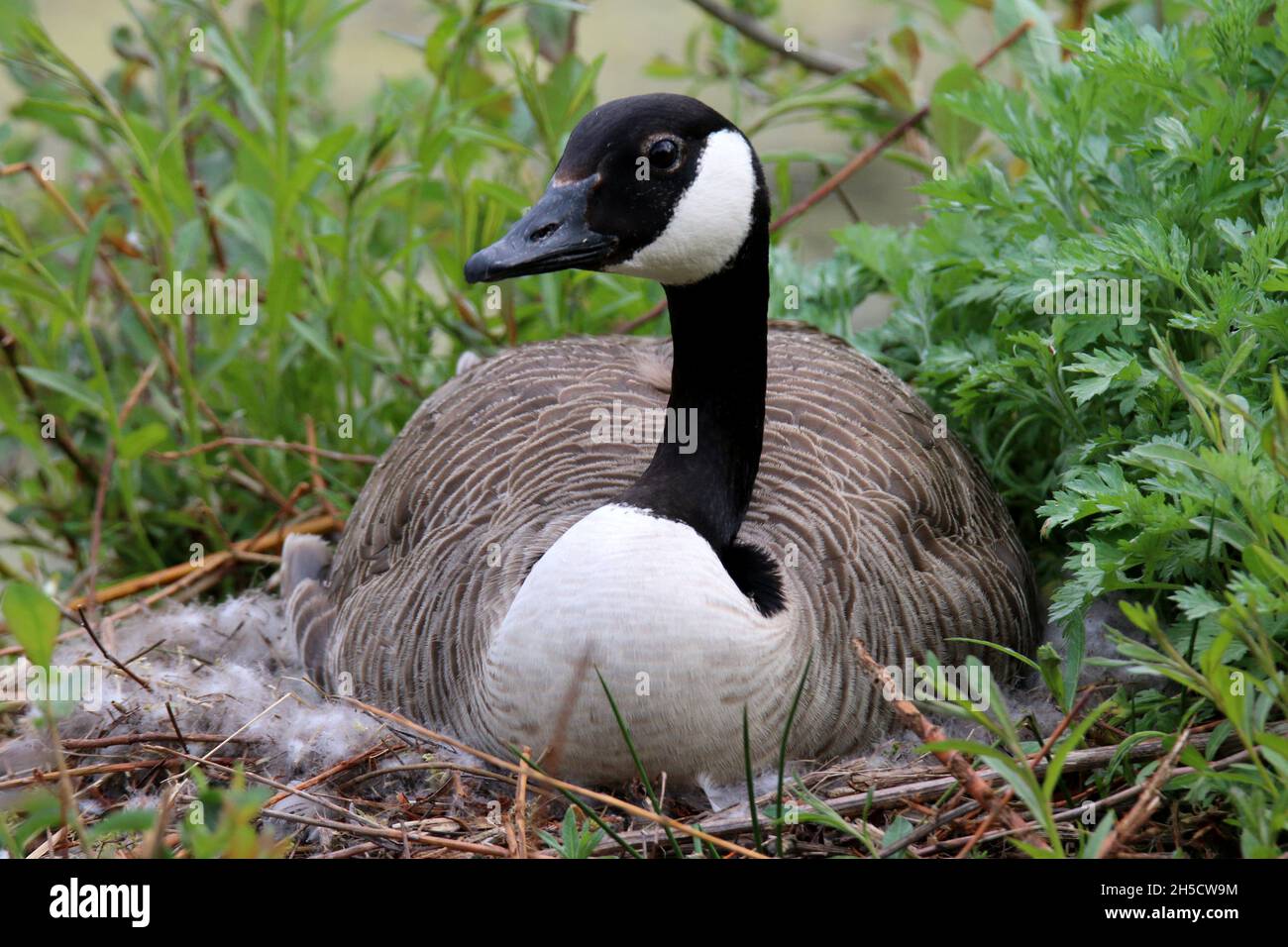 Canada goose (Branta canadensis), breeding in the nest, Germany Stock Photo