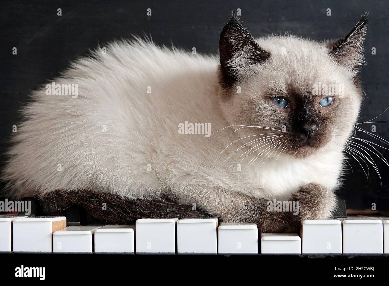 A white cat with blue eyes looks to the side while sitting on the keys of a piano. Stock Photo