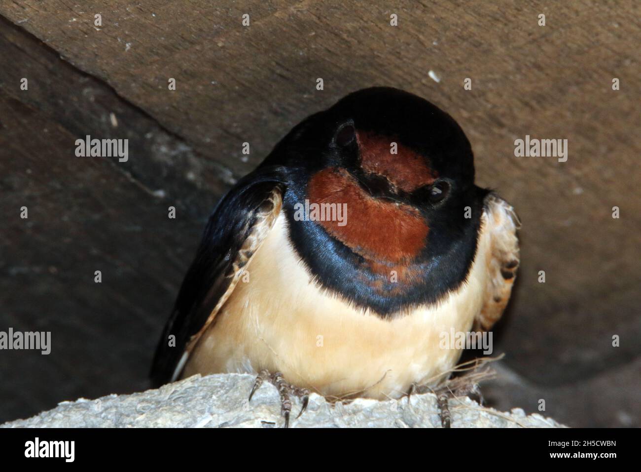 barn swallow (Hirundo rustica), in the nest, Germany Stock Photo