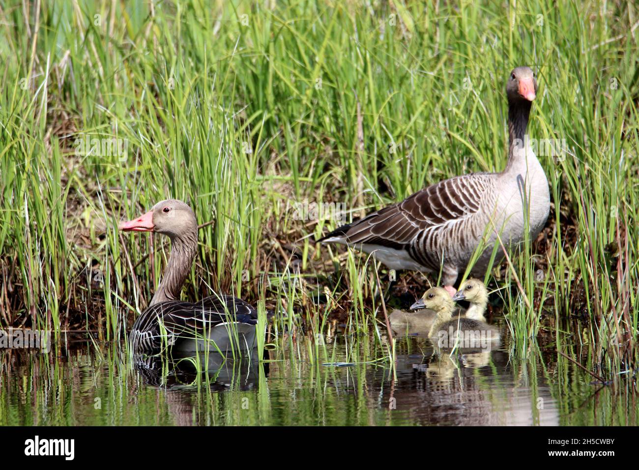 greylag goose (Anser anser), Couple with two goslings at shore, Germany Stock Photo