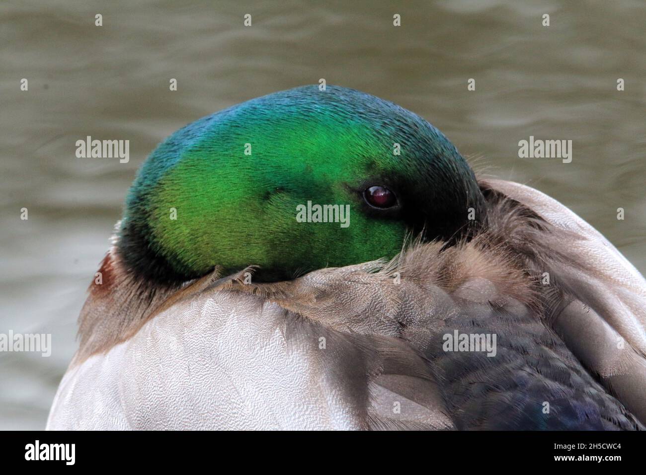 mallard (Anas platyrhynchos), Drake sticks the head into the plumage, Germany Stock Photo
