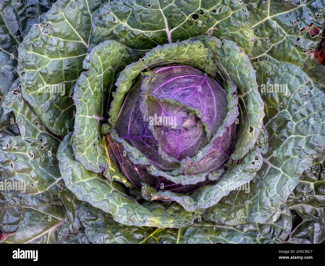 Red cabbage, purple cabbage, red kraut, blue kraut (Brassica oleracea var. capitata f. rubra), cabbage head, top view, Germany, Hamburg Stock Photo