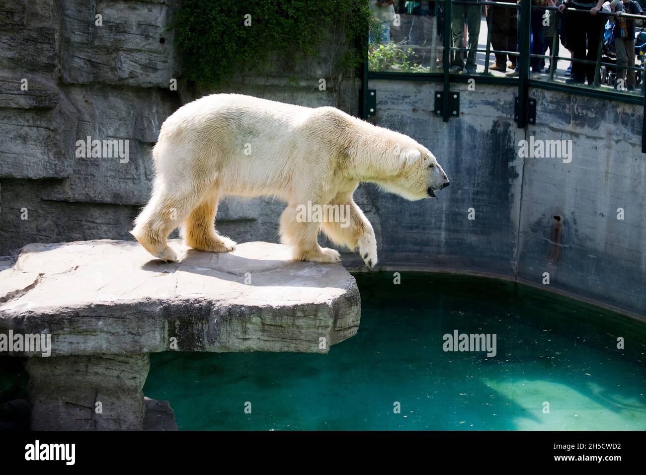 polar bear (Ursus maritimus), in an outdoor enclosure at a zoo Stock Photo