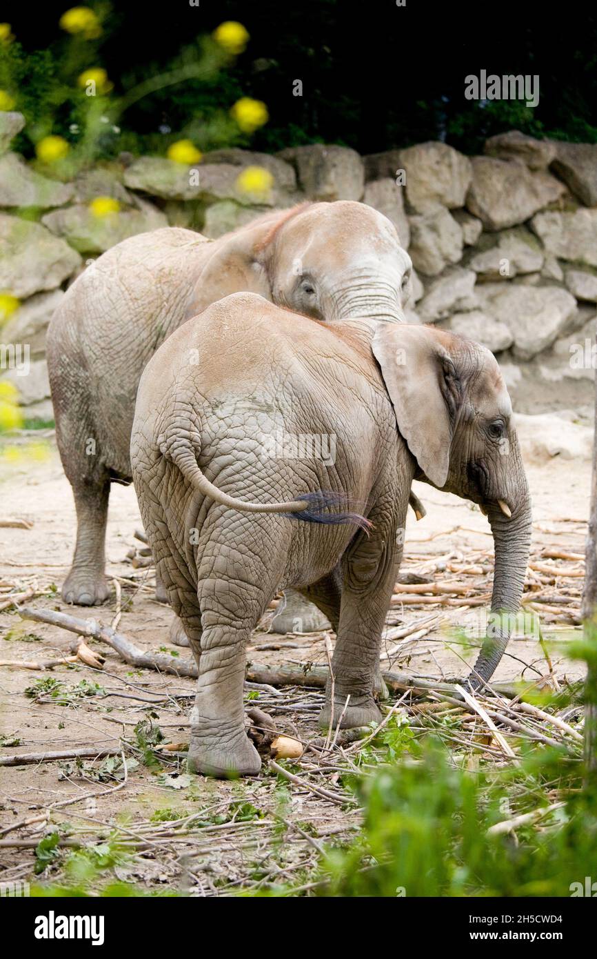 African elephant (Loxodonta africana), at a zoo Stock Photo