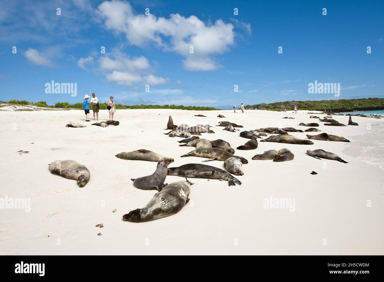 Galapagos sea lion (Zalophus californianus wollebaeki, Zalophus wollebaeki), Tourists among sleeping Galapagos sea lions on the beach, Ecuador, Stock Photo