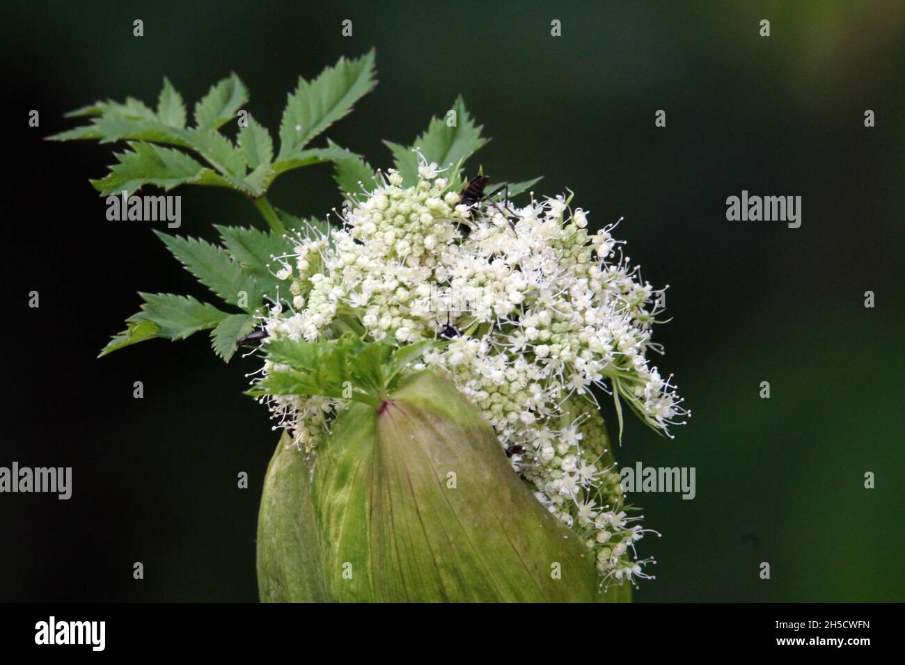 Wild angelica (Angelica sylvestris), blooming inflorescence, Germany Stock Photo