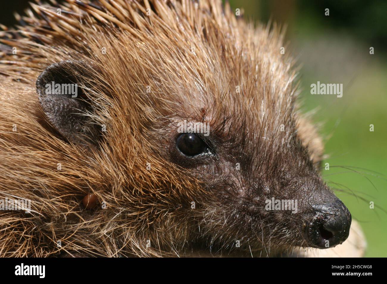Western hedgehog, European hedgehog (Erinaceus europaeus), portrait, Germany Stock Photo