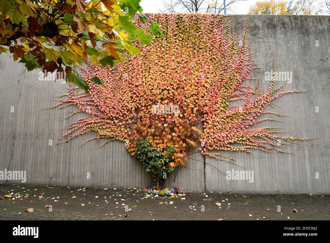Virginia creeper, woodbine (Parthenocissus spec.), on a concrete wall in autumn, Germany, North Rhine-Westphalia Stock Photo