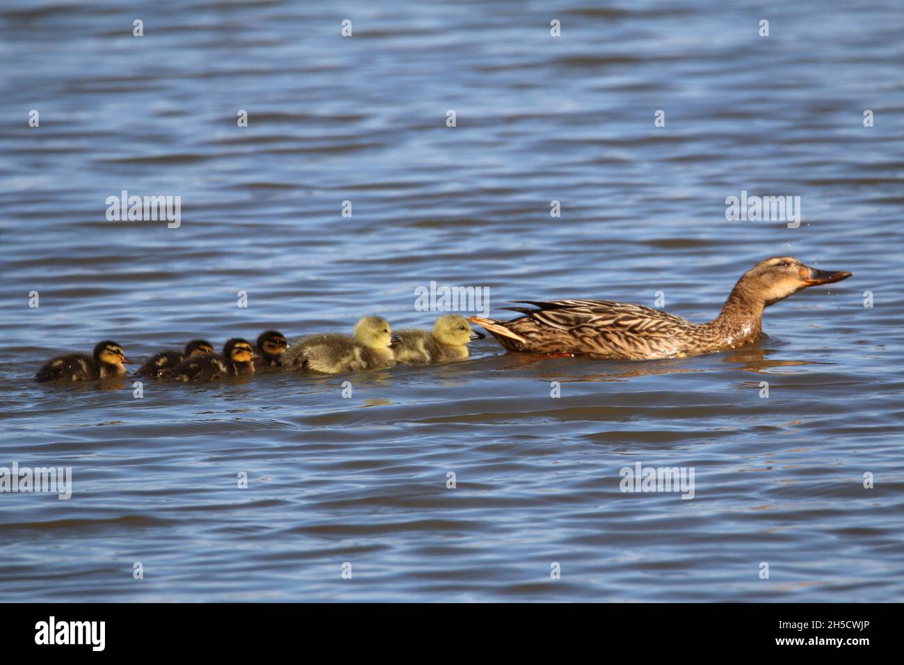 mallard (Anas platyrhynchos), swimming with chicks of different developmental stages, Germany Stock Photo