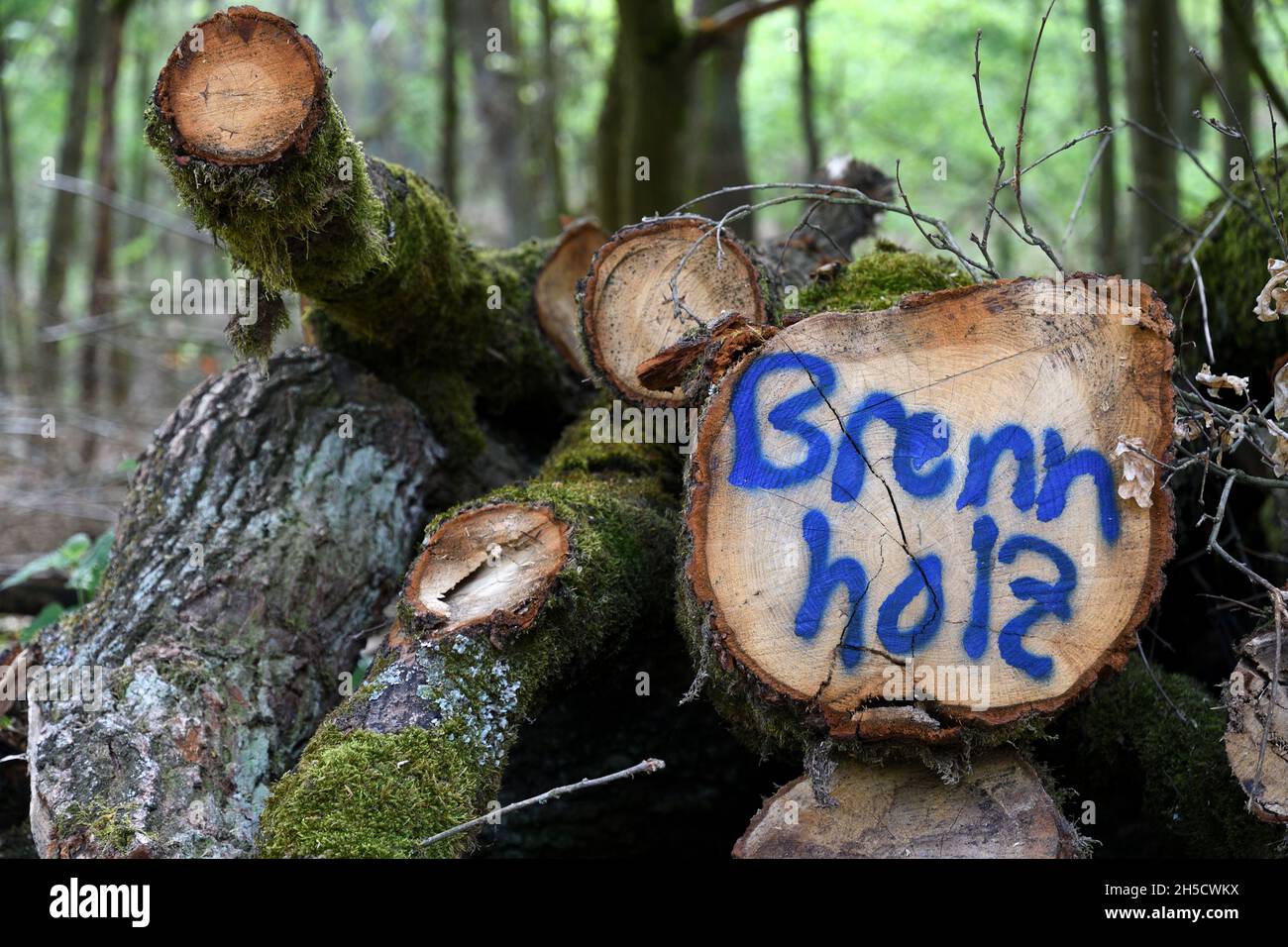 wood pile marked as firewood in the forest, Germany, North Rhine-Westphalia Stock Photo