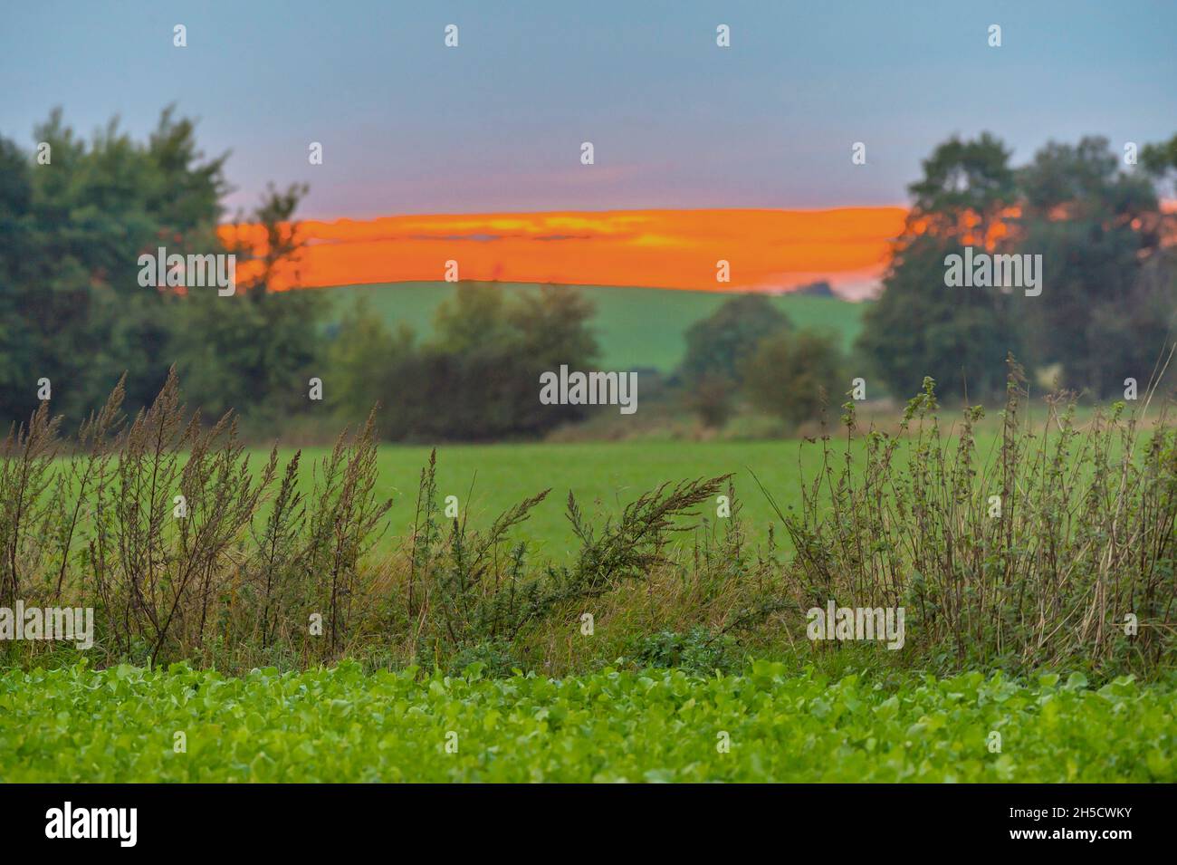 field border in geest landscape at sunset, Germany, Schleswig-Holstein Stock Photo