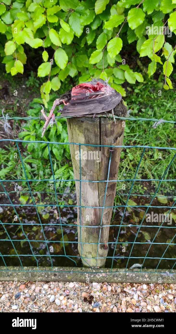 blackbird (Turdus merula), blackbird captured by the sparrowhawk lies dead on a fence post , Netherlands Stock Photo
