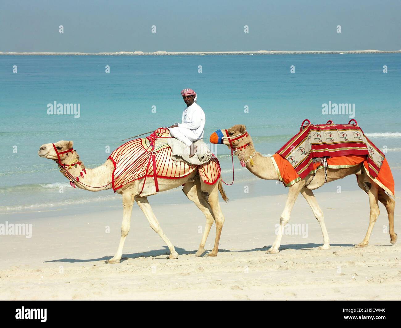 dromedary, one-humped camel (Camelus dromedarius), camel rider with two camels on the beach , United Arab Emirates, Dubai Stock Photo