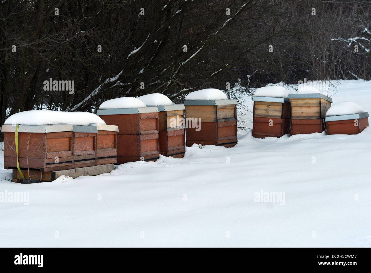 honey bee, hive bee (Apis mellifera mellifera), snow covered beehives, Germany, North Rhine-Westphalia, Ruhr Area Stock Photo
