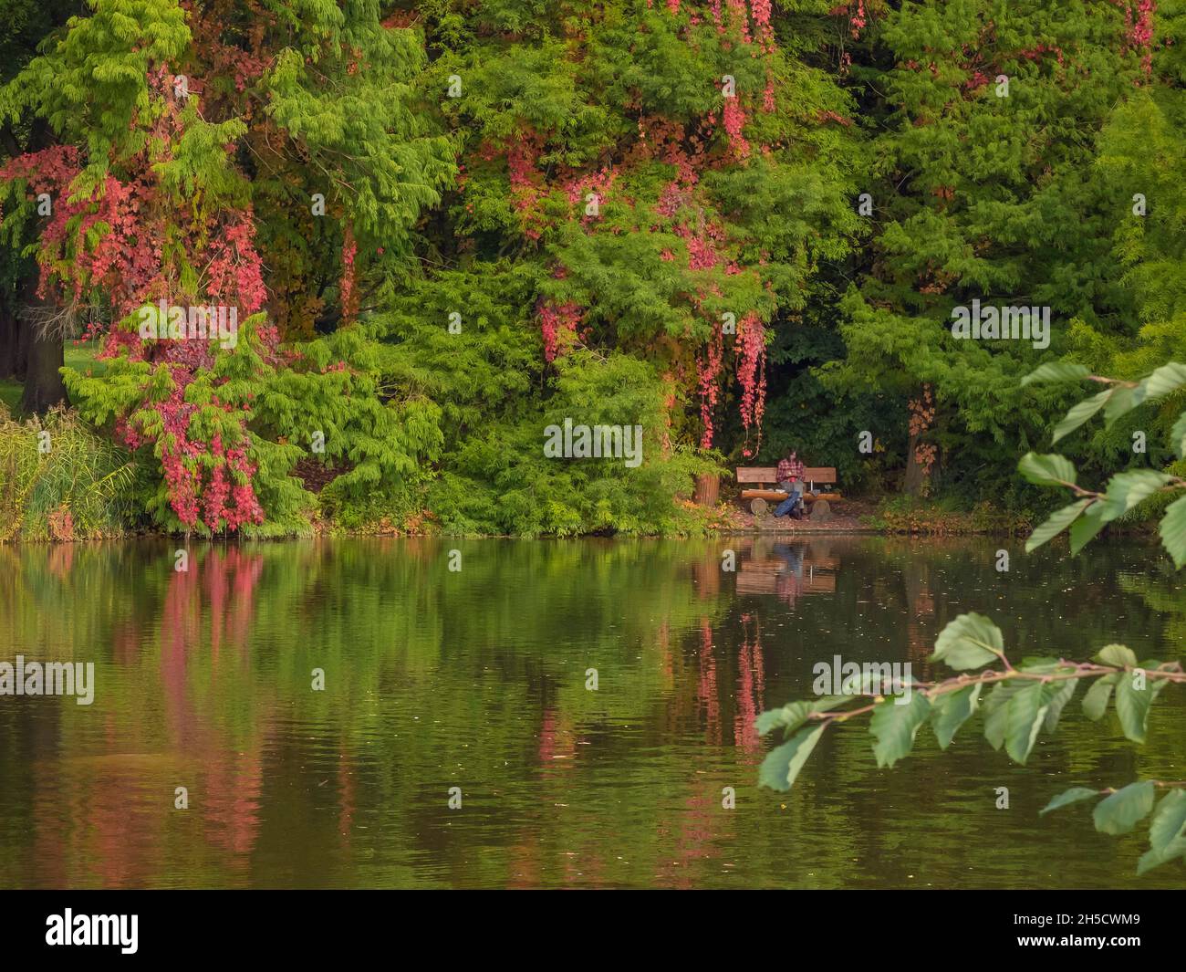 Pond Cypress, Pond Baldcypress (Taxodium ascendens, Taxodium distichum var. imbricatum), growing at a pond in Botanical garden, visitor on a bench, Stock Photo