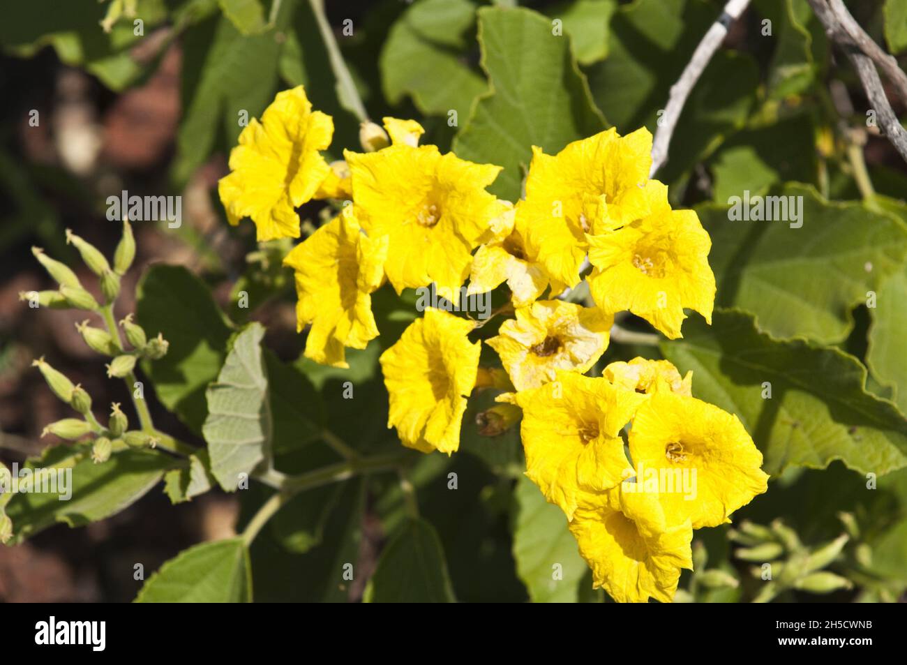 yellow cordia (Cordia lutea), blooming, Ecuador, Galapagos Islands, Jervis Island Stock Photo