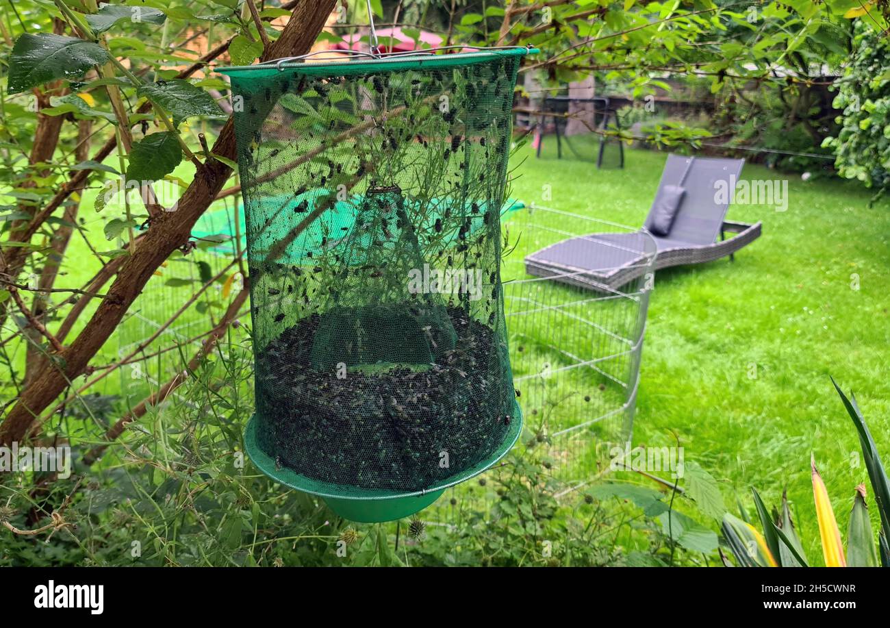 true flies (Brachycera (Diptera)), bulging flytrap in the garden