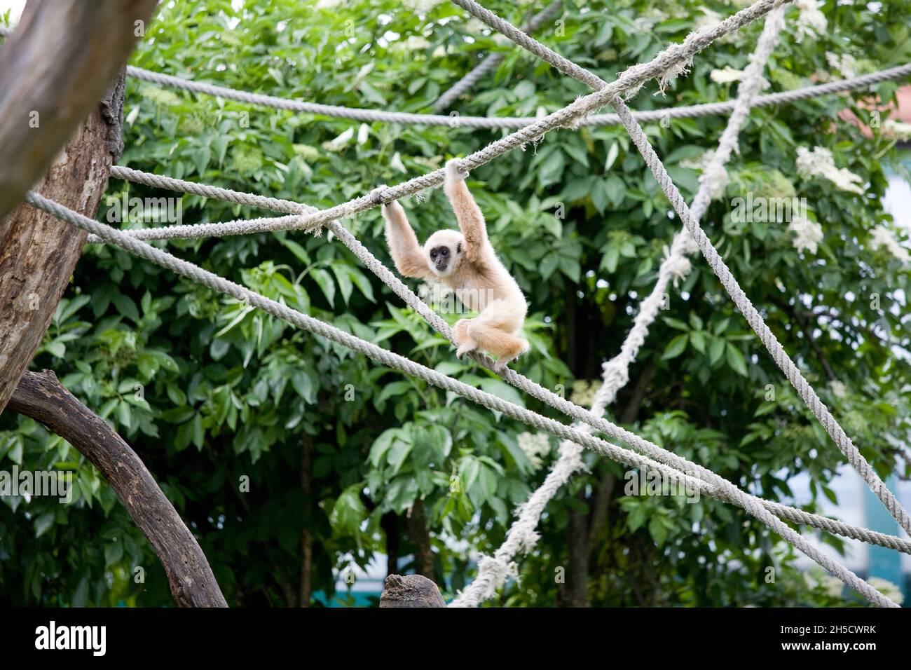 common gibbon, whitehanded gibbon (Hylobates lar), make it's way hand
