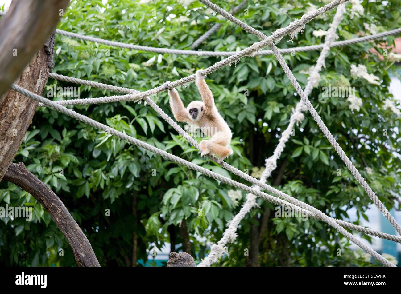 common gibbon, white-handed gibbon (Hylobates lar), make it's way hand over hand along a rope in outdoor enclosure Stock Photo