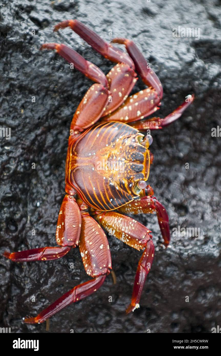 Sally lightfoot crab, Mottled shore crab (Grapsus grapsus), on lava rocks, Ecuador, Galapagos Islands, Fernandina, Espinosa Point Stock Photo