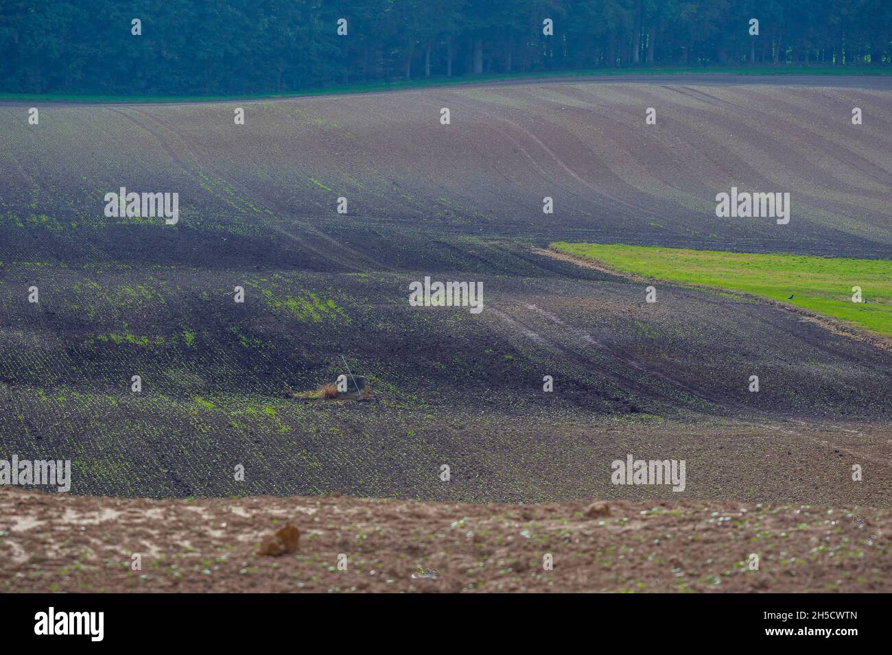 field landscape in district Angeln in autumn, Germany, Schleswig-Holstein Stock Photo