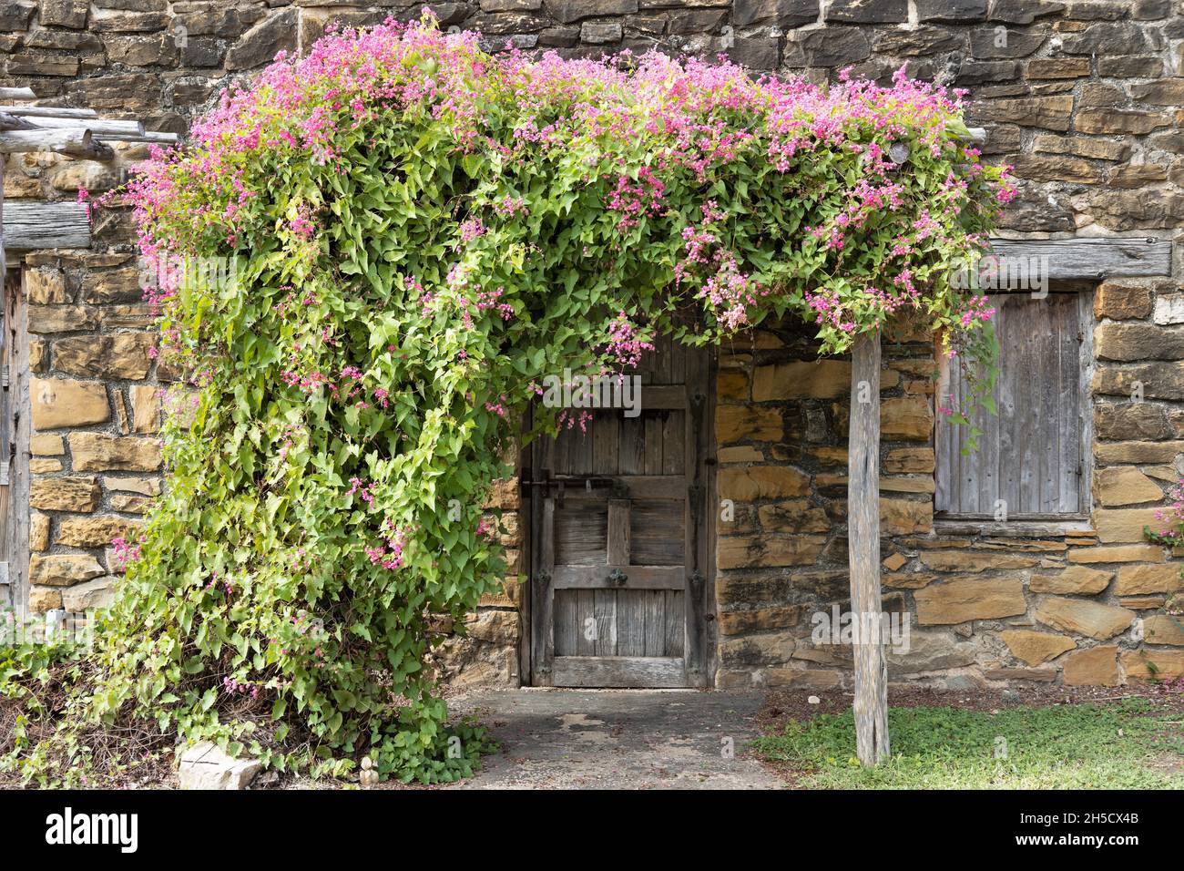 Pink flowers growing around the entrance to a room at San Antonio