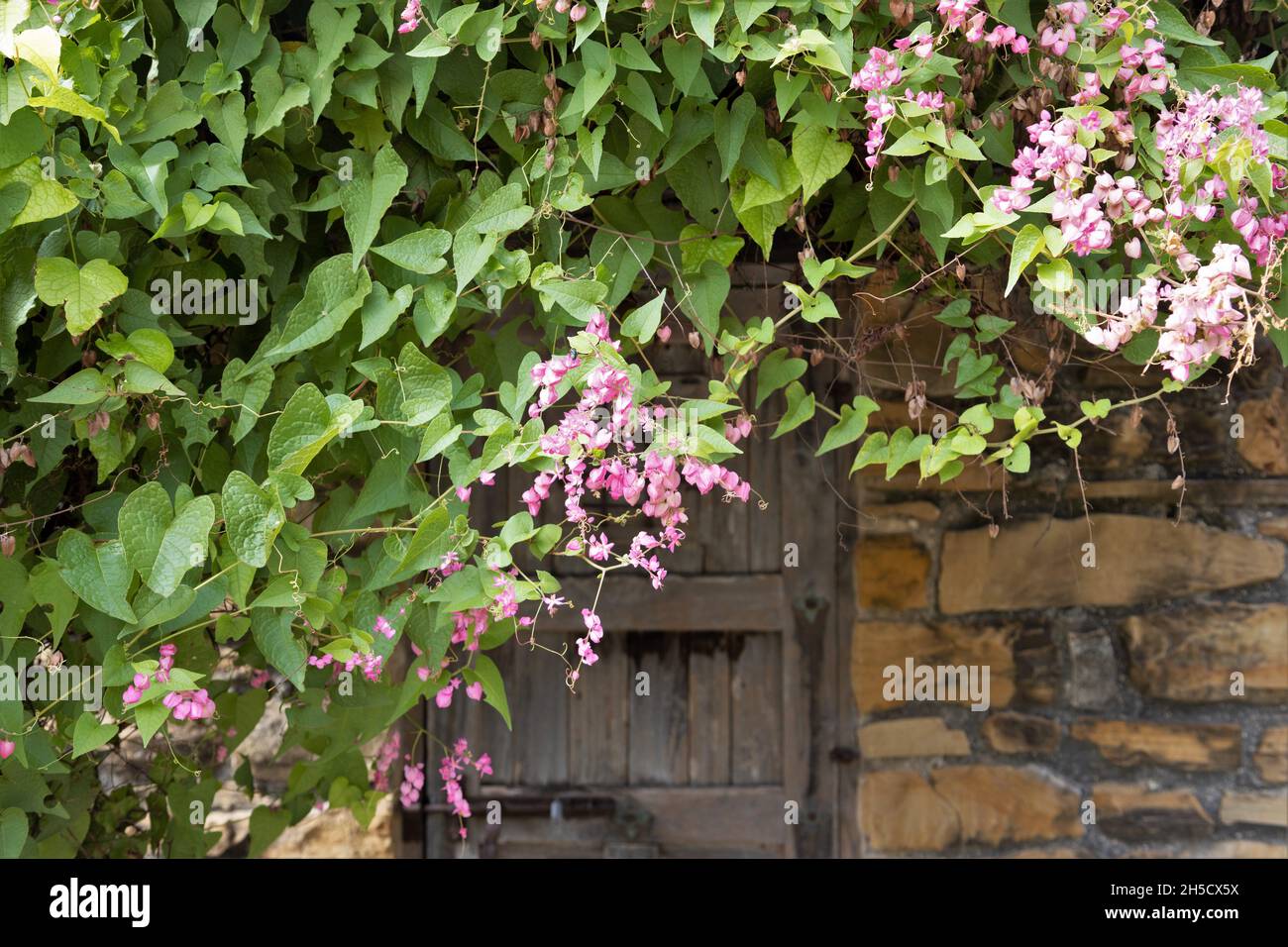 Pink flowers growing around the entrance to a room at San Antonio