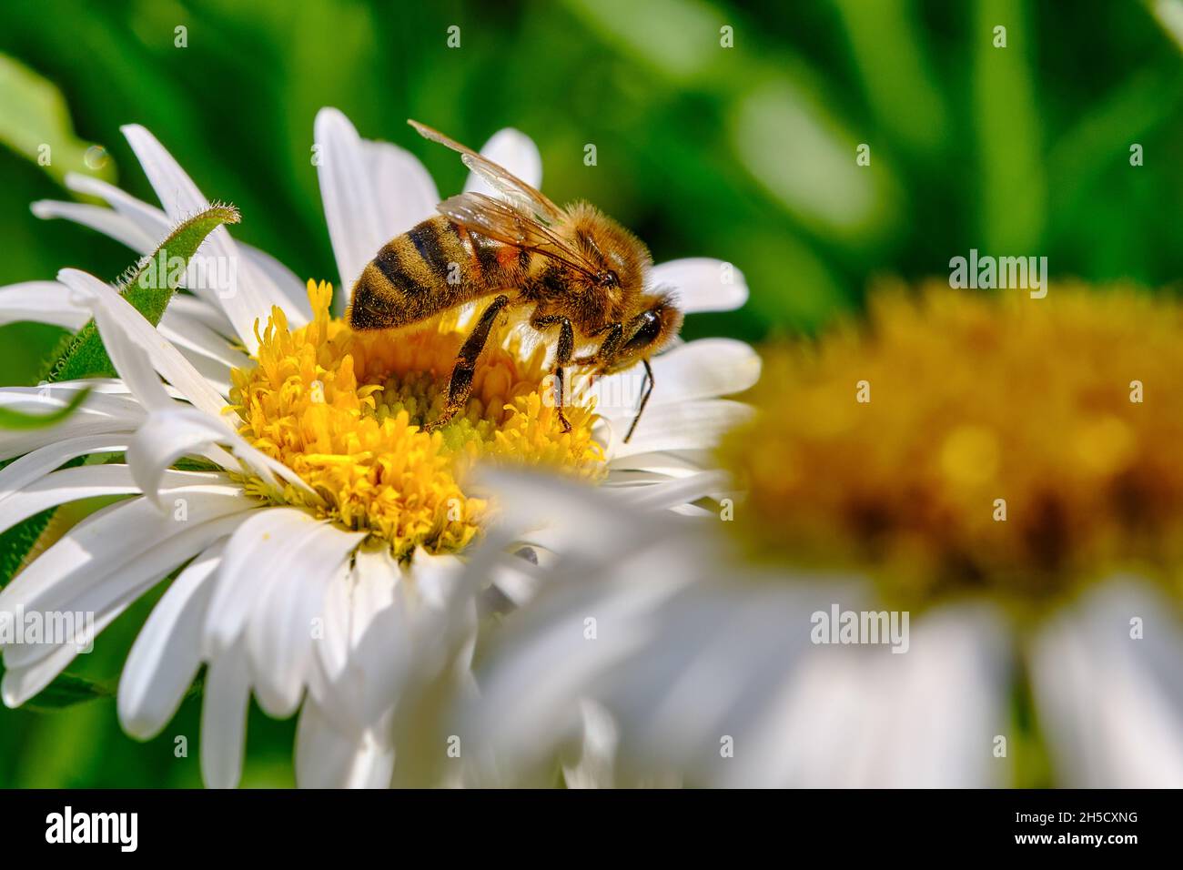 Honey bee collecting pollen Stock Photo
