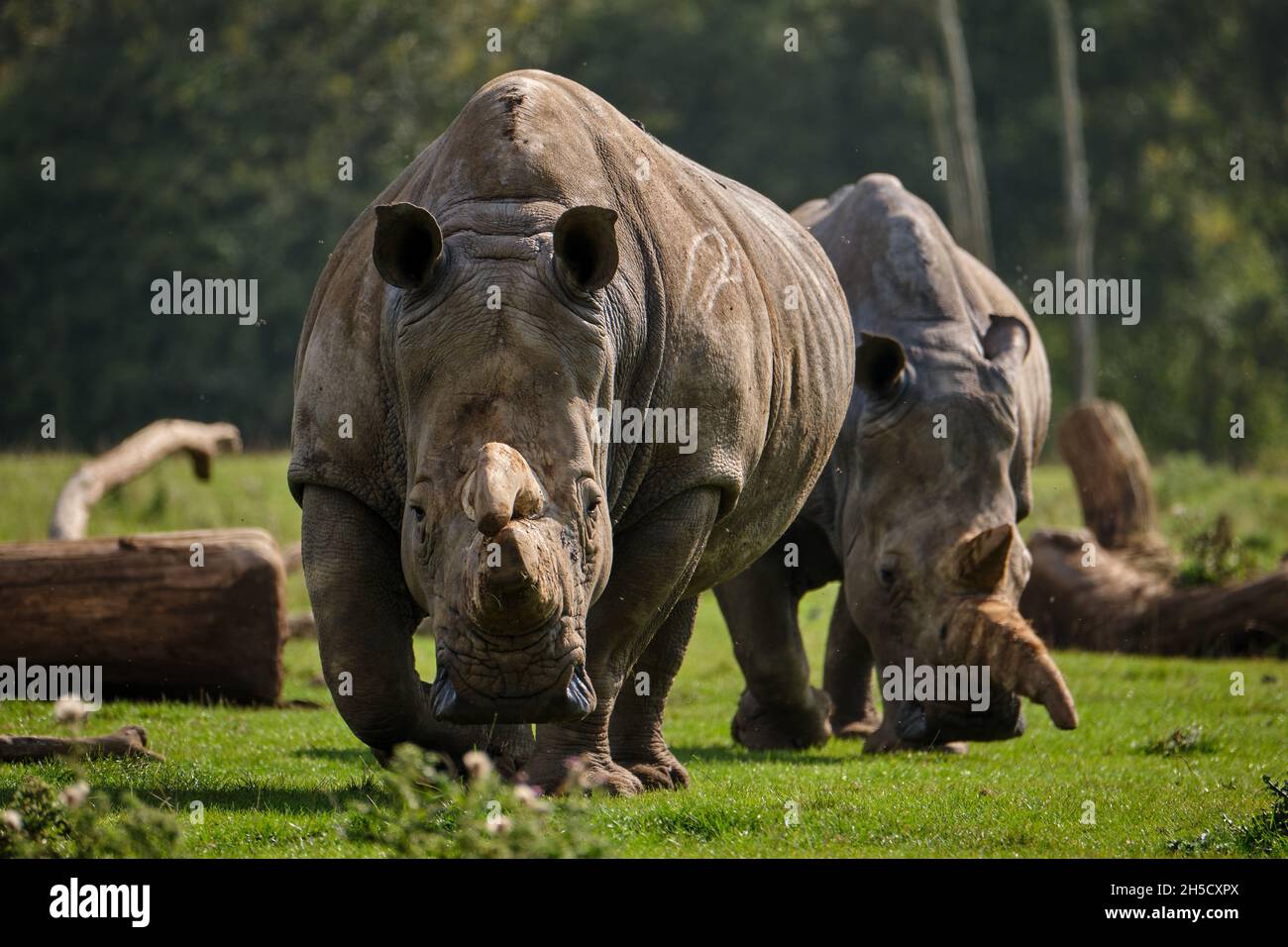 Two white Rhinos walking Stock Photo
