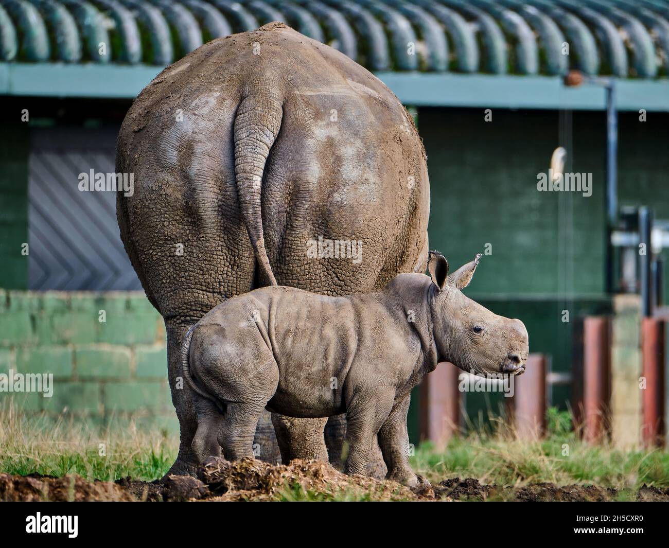 White rhinoceros Calf and mother Stock Photo