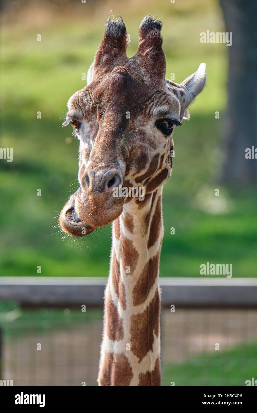 Amusing Giraffe headshot Stock Photo